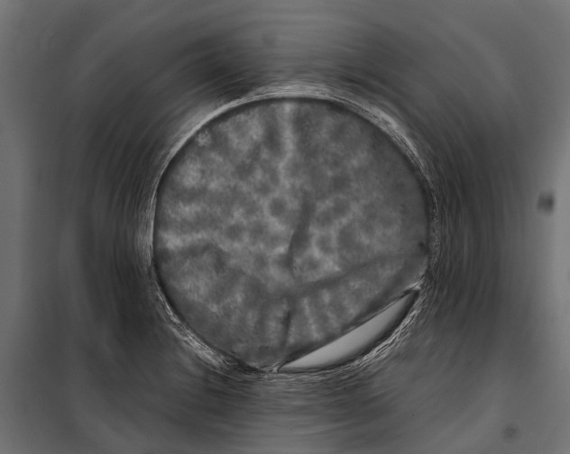 X0000099931228200806201049