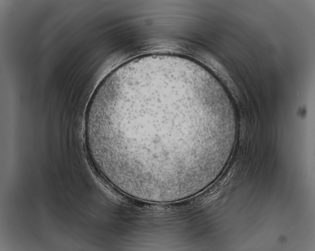 X0000099931234200806201049