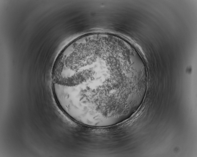 X0000099931239200806201049