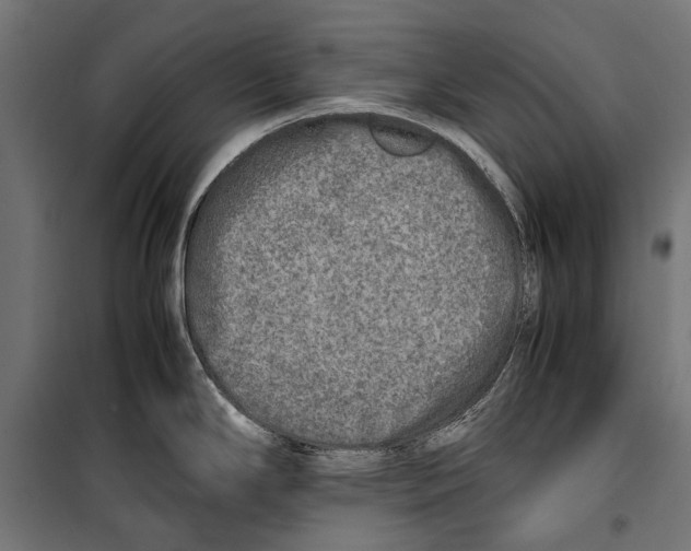 X0000099931294200806201048