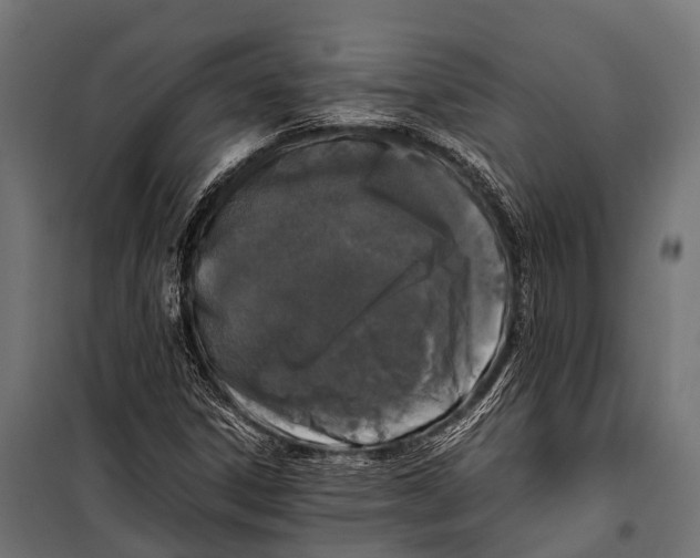 X0000099931306200806201047