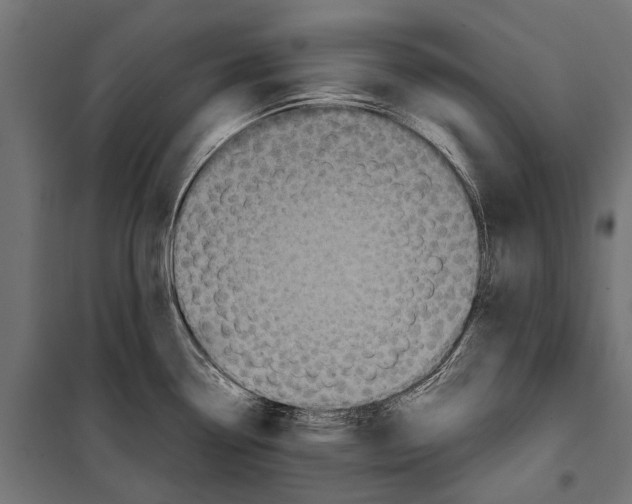 X0000099931338200806201048