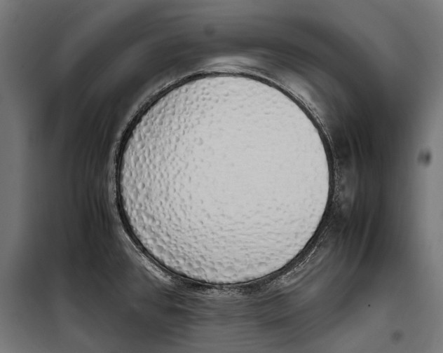 X0000099931384200806201046