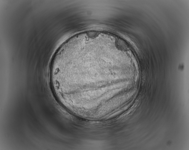 X0000099931467200806201045