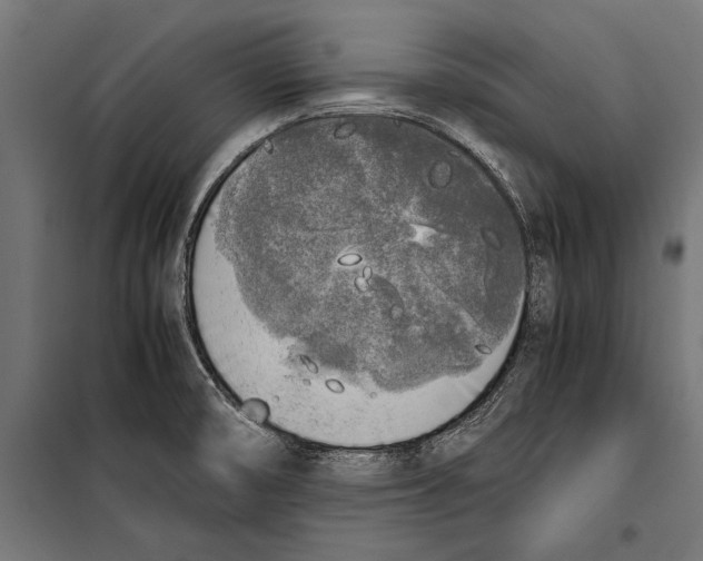 X0000099931474200806201045