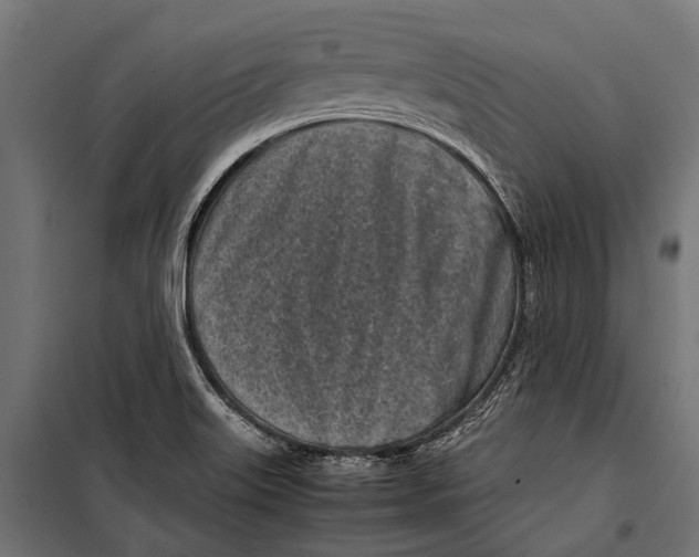 X0000099931515200806201044