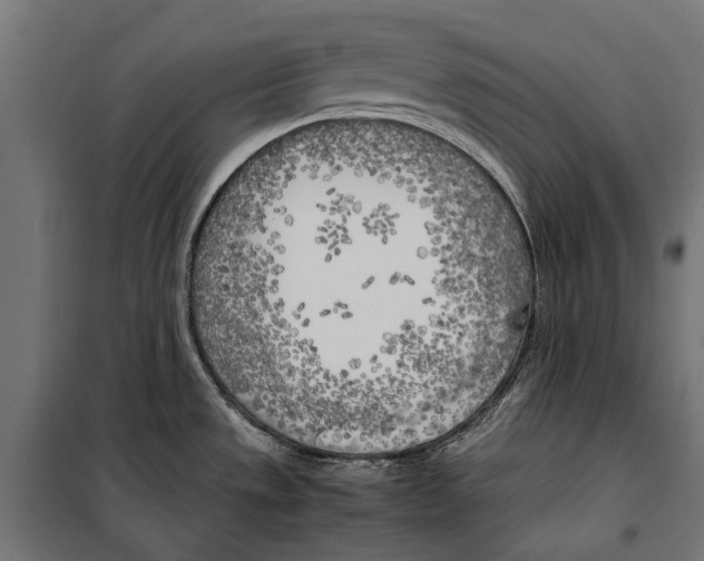 X0000099931533200806201045