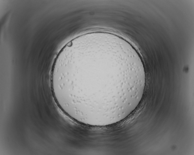 X0000099931535200806201045