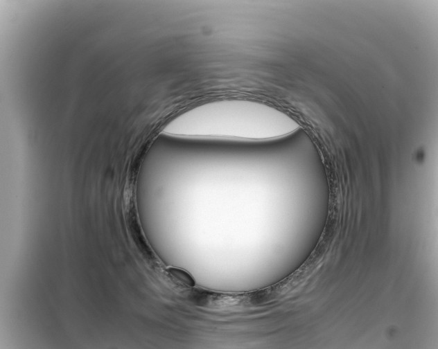 X0000099940129200805231029