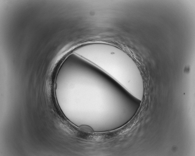 X0000099940295200805231027