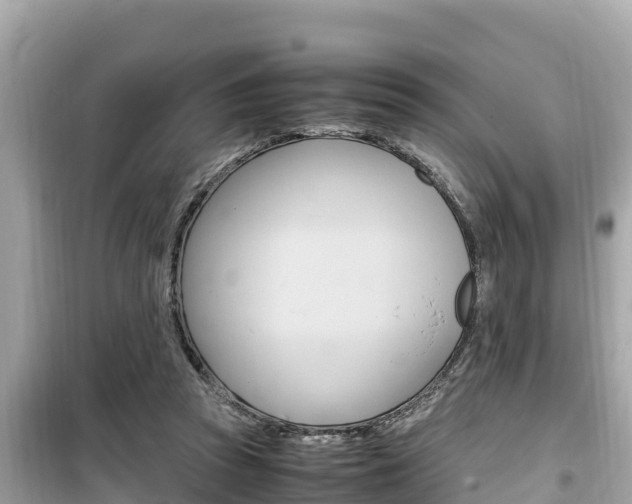 X0000099940353200805231026