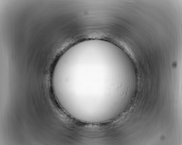 X0000099940354200805231026