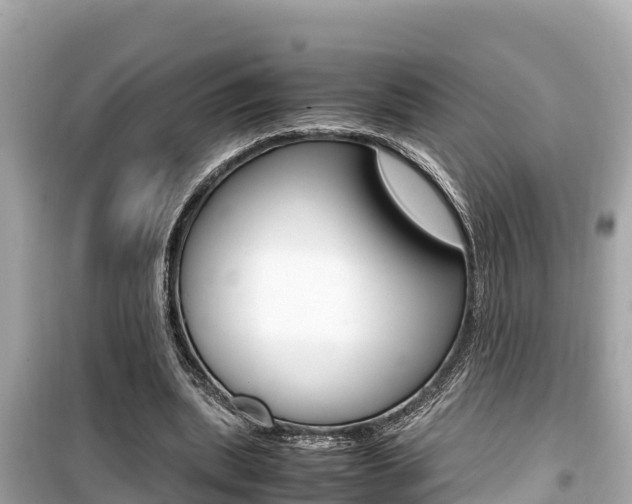 X0000099940439200805231024