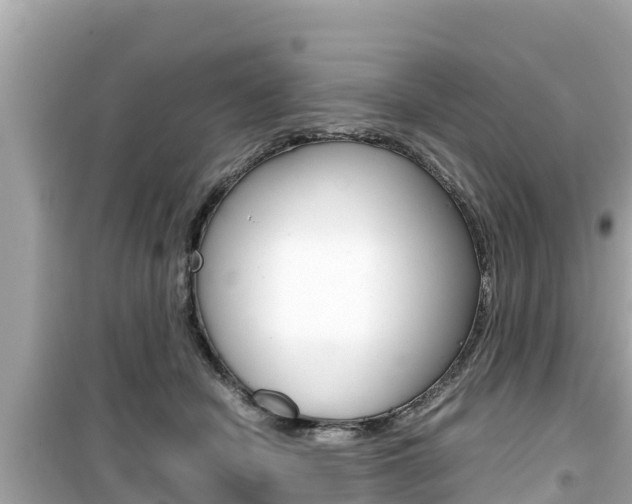 X0000099940462200805231024