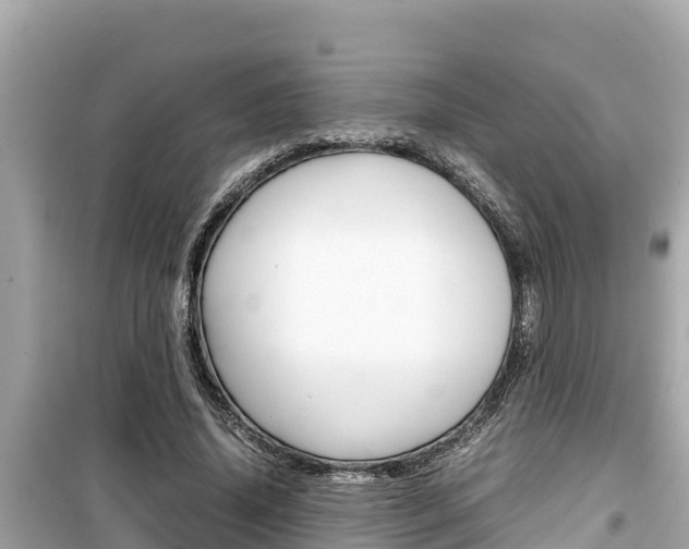 X0000099940636200805231021