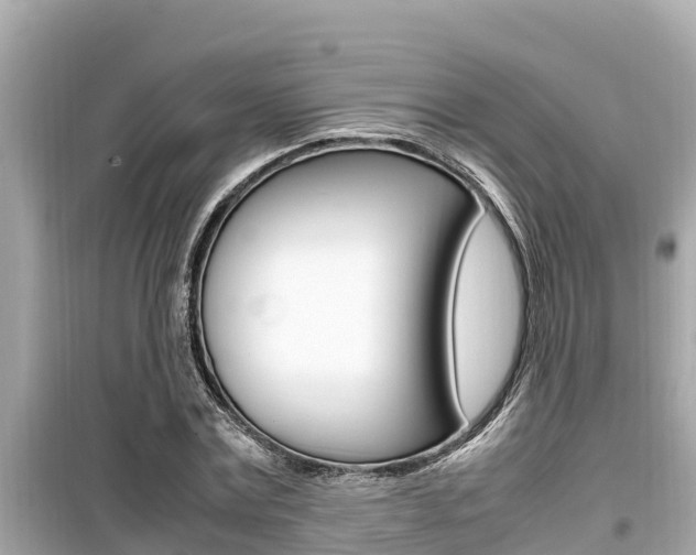 X0000099940779200805231020