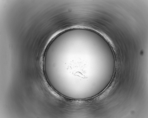 X0000099940854200805231019
