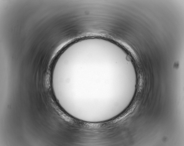 X0000099940878200805231018