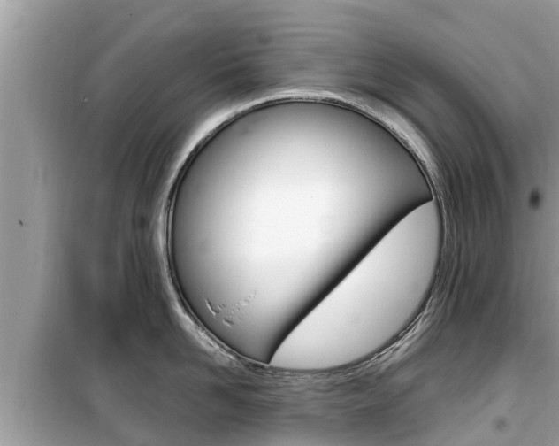 X0000099940958200805231018
