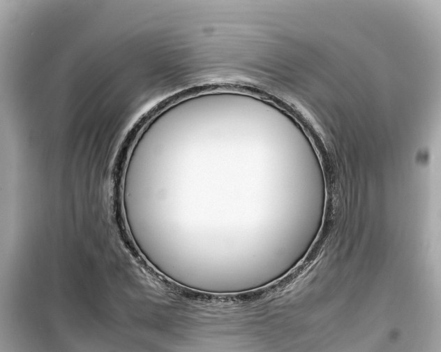 X0000099940975200805231017