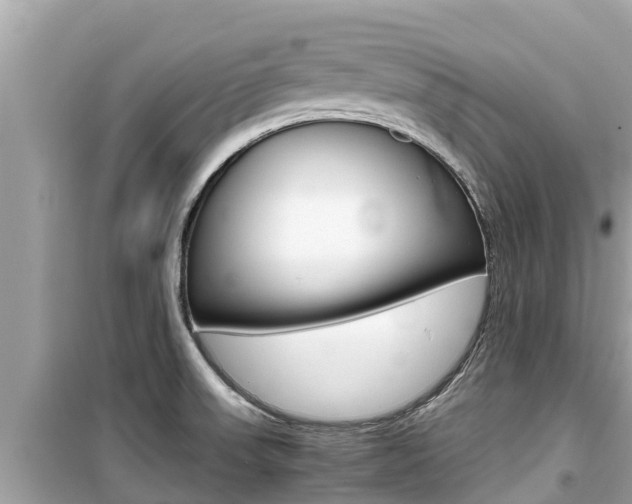 X0000099941523200805231009