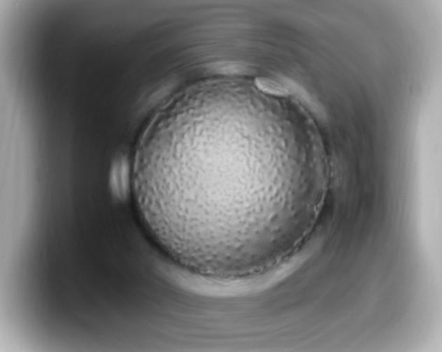 X0000099940014200805231301