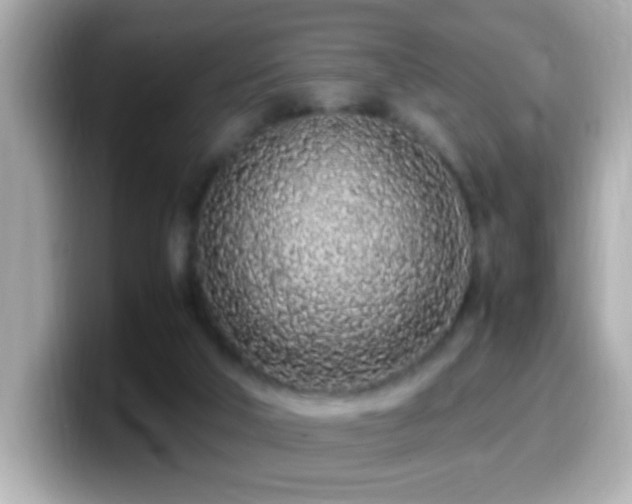 X0000099940018200805231301