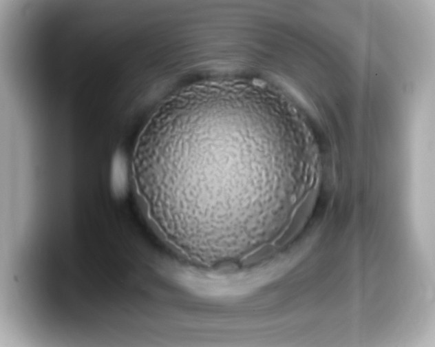 X0000099940022200805231301