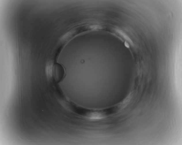 X0000099940163200805231259