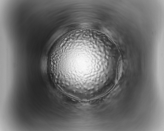 X0000099940194200805231259