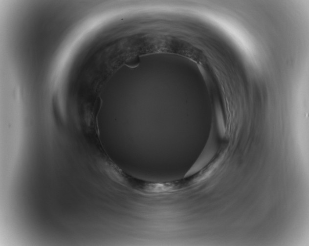 X0000099940239200805231258