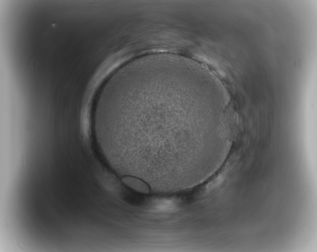 X0000099940247200805231257
