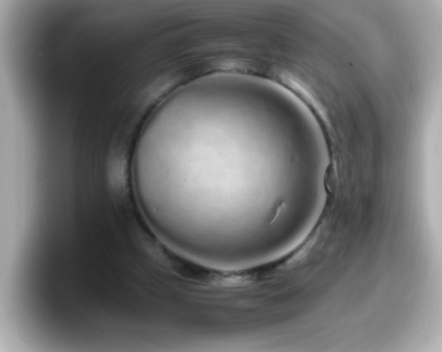 X0000099940249200805231257