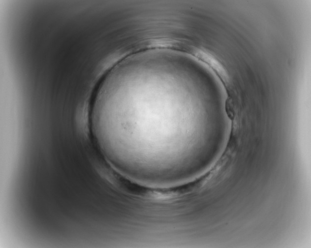 X0000099940346200805231256