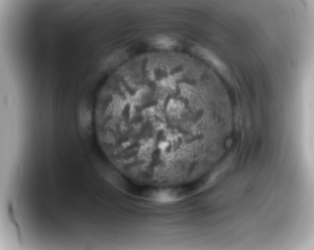 X0000099940365200805231256
