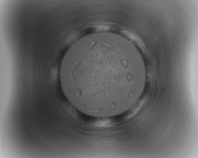 X0000099940369200805231256