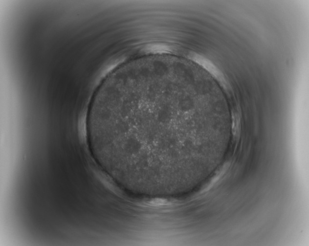 X0000099940390200805231256
