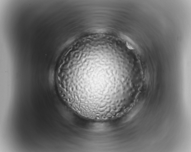 X0000099940394200805231256