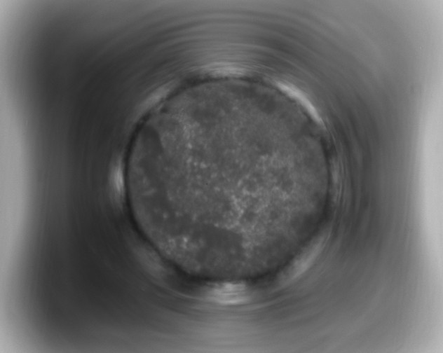 X0000099940398200805231256