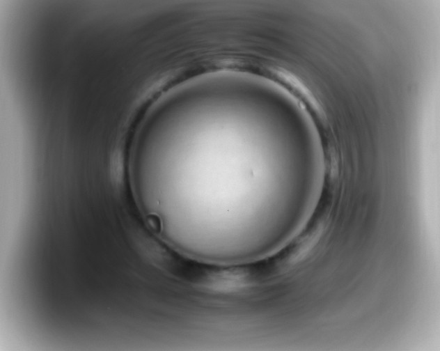 X0000099940447200805231255