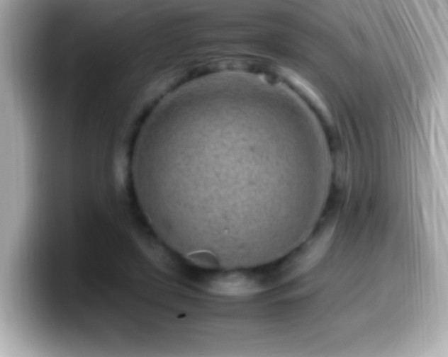 X0000099940451200805231255