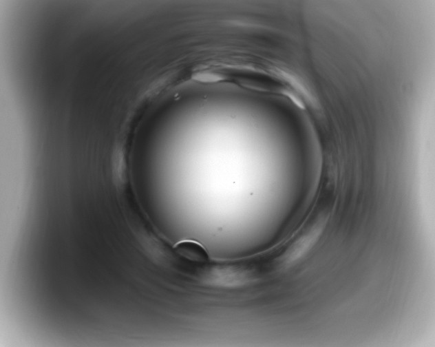 X0000099940453200805231255