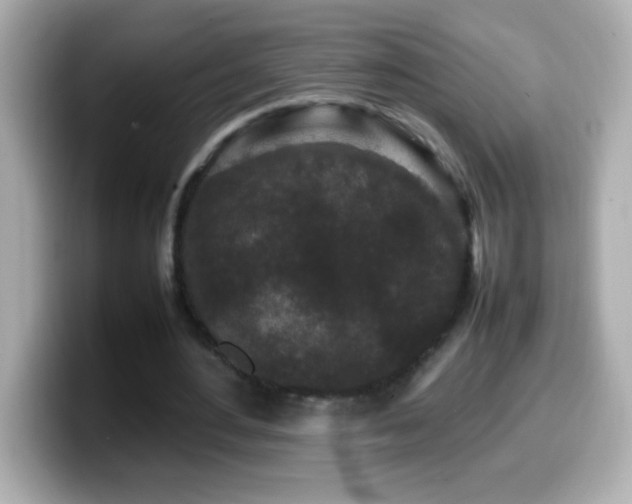 X0000099940484200805231255
