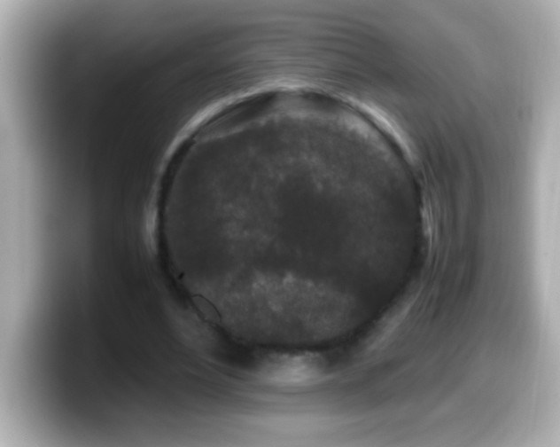 X0000099940488200805231255