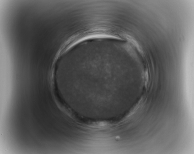 X0000099940492200805231255