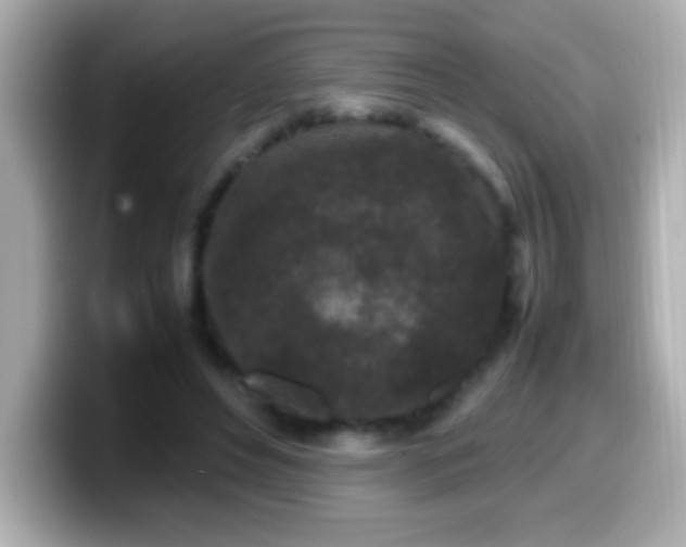 X0000099940496200805231255