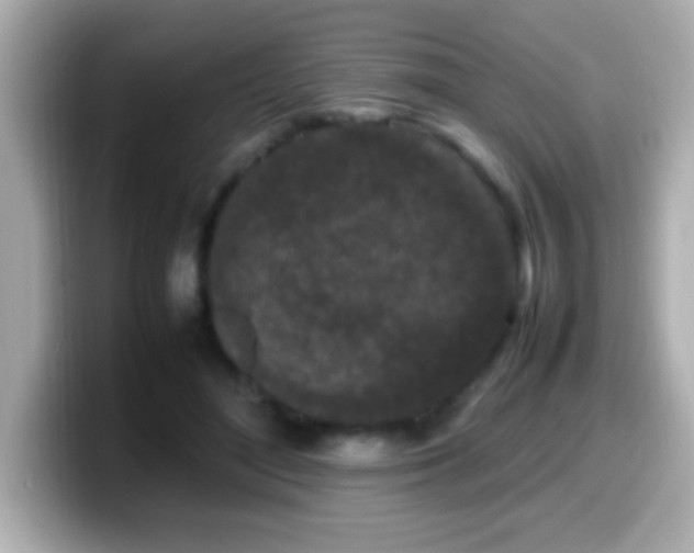X0000099940500200805231254
