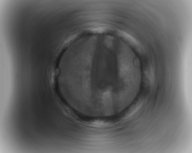 X0000099940596200805231253