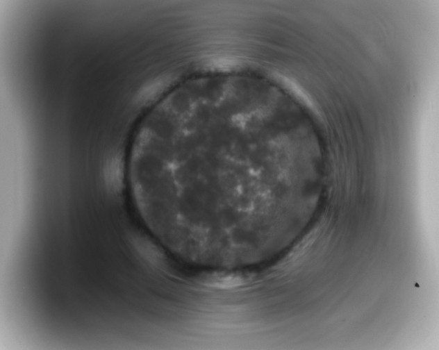X0000099940640200805231252