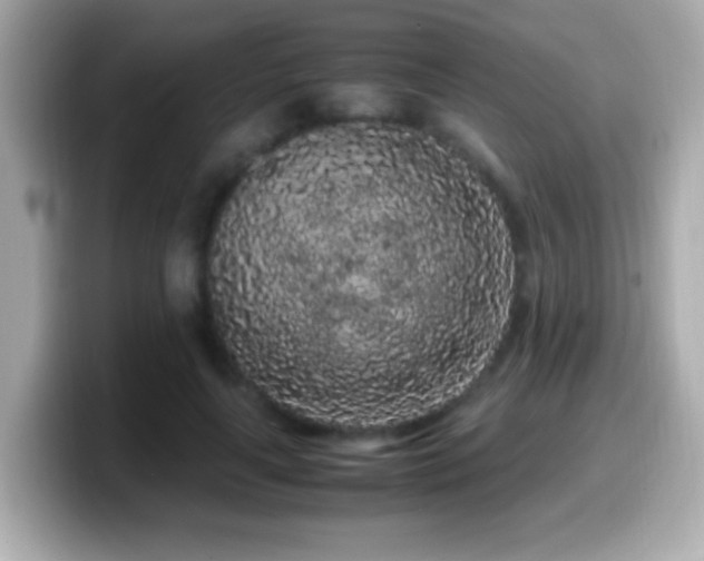 X0000099940643200805231252
